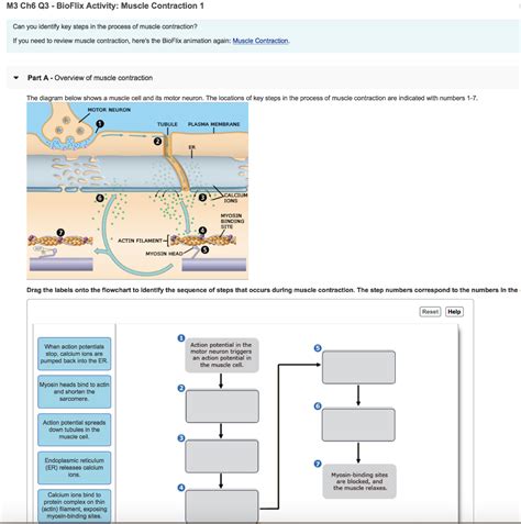 Image result for Muscle Contraction Animation