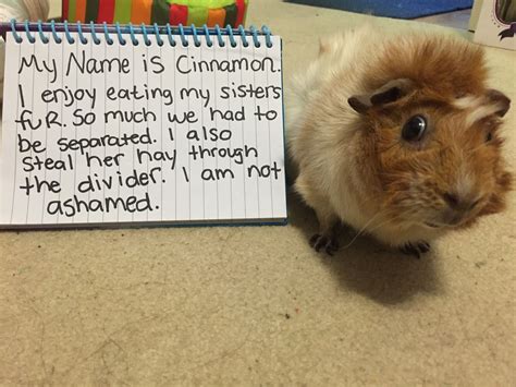 Funny Pictures of Guinea Pigs