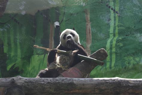 大熊猫“如意”和“丁丁”在莫斯科动物园喜迎春节 - 2023年1月25日, 俄罗斯卫星通讯社