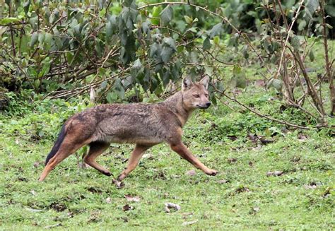 Genus Lupulella African Jackals — Coke Smith Wildlife