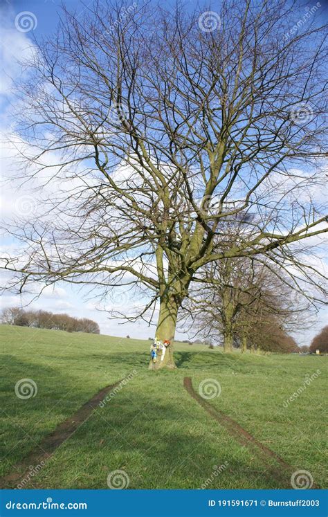 Le Nord Yorkshire Maures Woodlands National Park Image stock - Image du ...