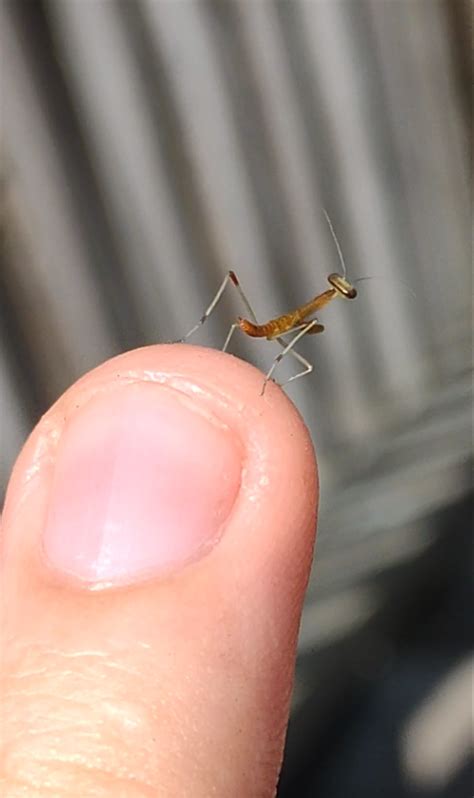 1803 best Praying Mantis images on Pholder | Interestingasfuck ...