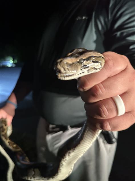 Image result for How Do Python Hunt