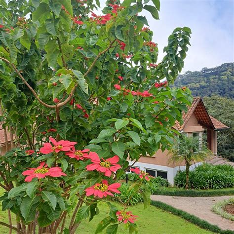 VILLAGIO MATERA (Balsa Nova) - Inn Reviews & Photos - Tripadvisor