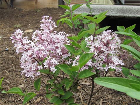 Lilac Bush Lilac Bushes - How To Plant Healthy Shrubs - Life With Lorelai