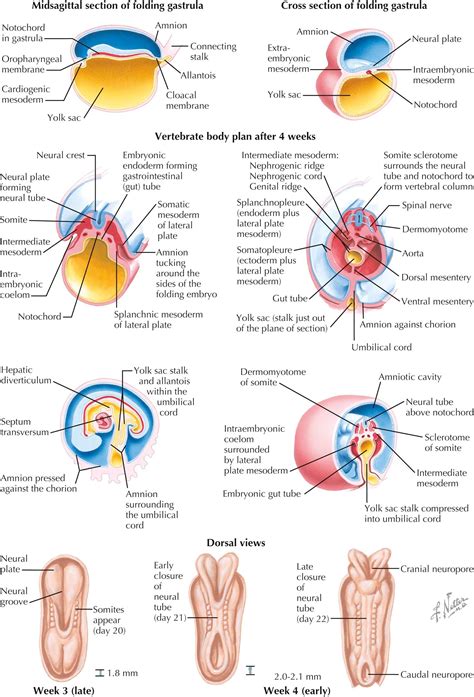 Embryology Anatomy