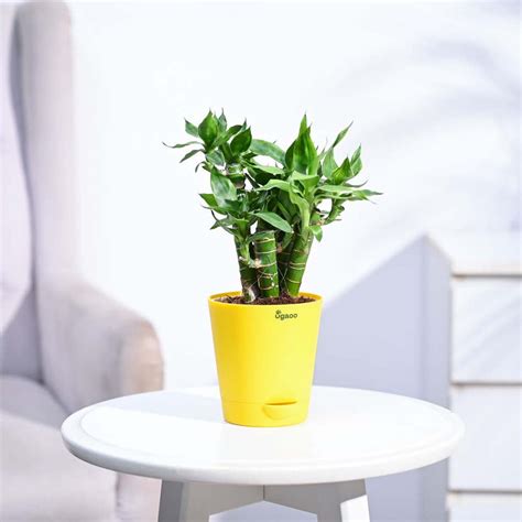 Buy Lucky Bamboo Plants Online at Ugaoo | Best Prices & Quality