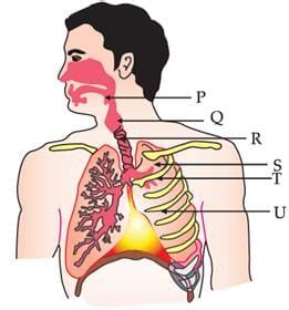 Study the diagram of the human respiratory system and answer the ...