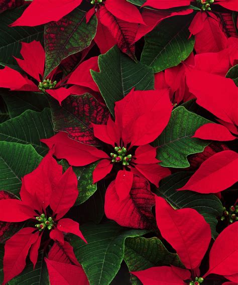 Can poinsettias live outside in the winter? Experts advise | Homes and ...