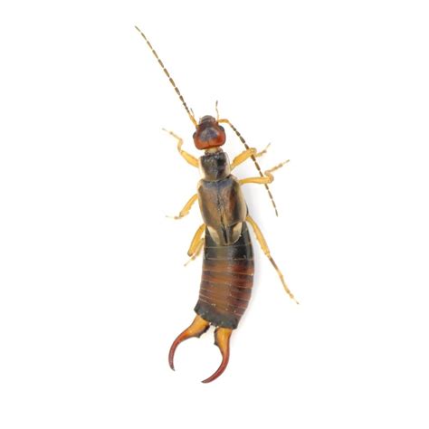 Earwig | Active Pest Control - Pest Control and Exterminator Services