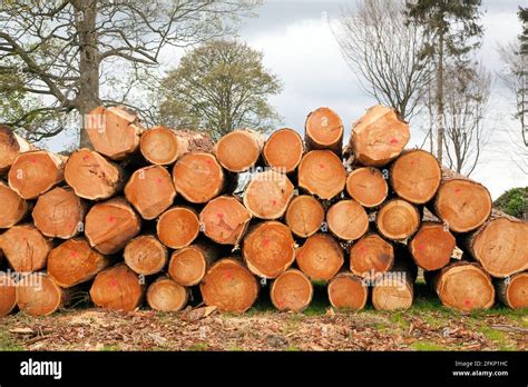 Tree Trunks Exploding 的图像结果