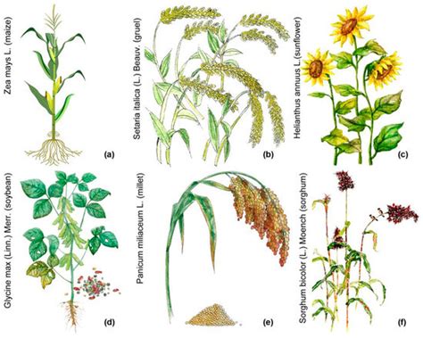 Three Decades of Tillage Driven Topsoil Displacement and Soil Erosion ...