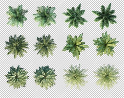 3d rendering of palm trees in top view | Premium PSD | Trees top view ...