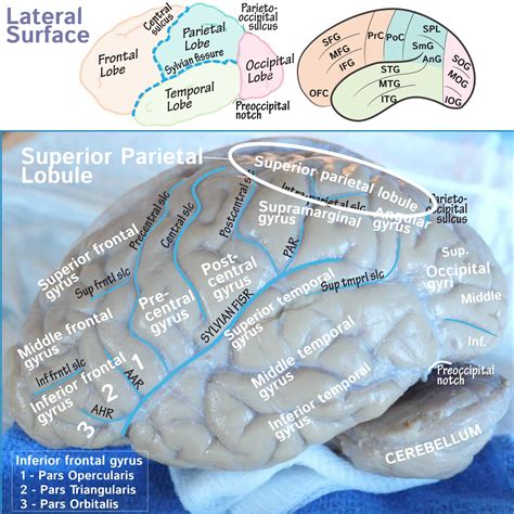 Superior Parietal Lobule