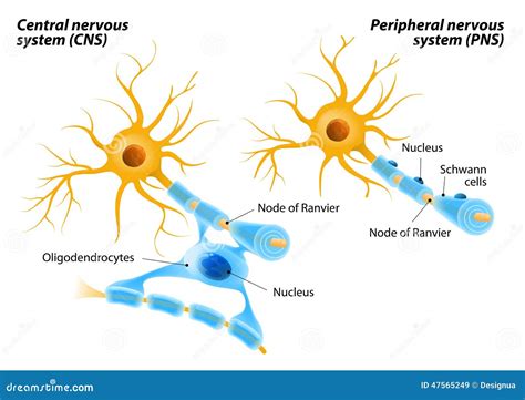 Schwann Cells And Oligodendrocytes Stock Photo - Image: 47565249