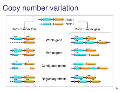 Image result for Formation of Copy Number Variation