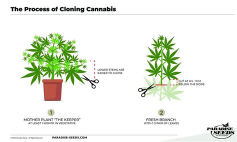 Cloning Cannabis Plants Explained - Paradise Seeds