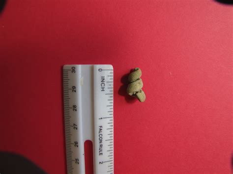 Wild Things: Fossiling Trip - Purse State Park, Maryland