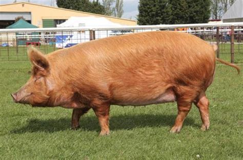 Tamworth Pig - A-Z Animals