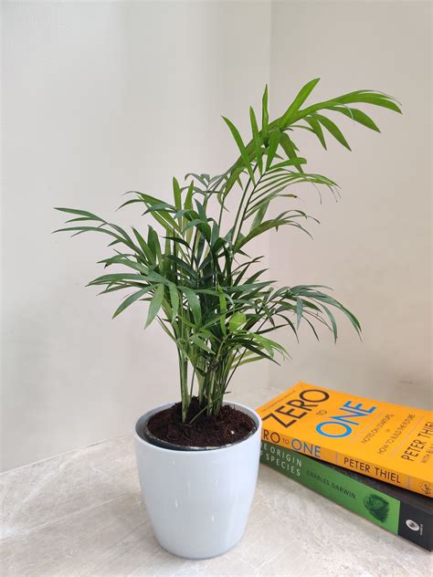 Buy Bamboo Palm Plant Online - Perfect Corporate Gift – ChhajedGarden.com