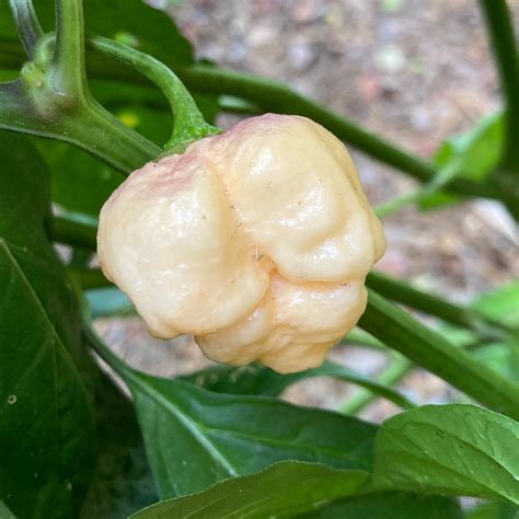 White Trinidad Moruga Scorpion Pepper Seeds | Tyler Farms
