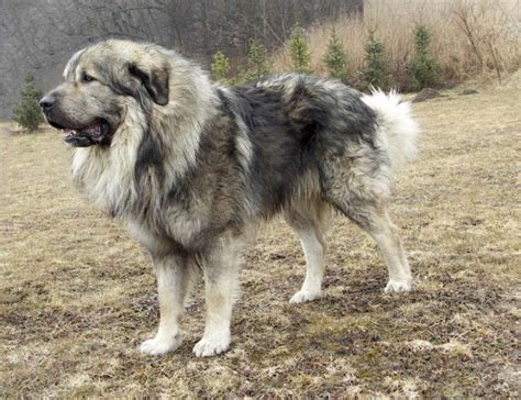 俄罗斯大型犬,罗斯大型犬高加索,罗斯名犬_大山谷图库