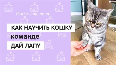 Как научить кошку команде ДАЙ ЛАПУ - YouTube