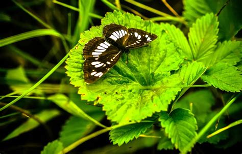 Wallpaper leaves, microsemi, wings, Butterfly, insect, beautiful ...