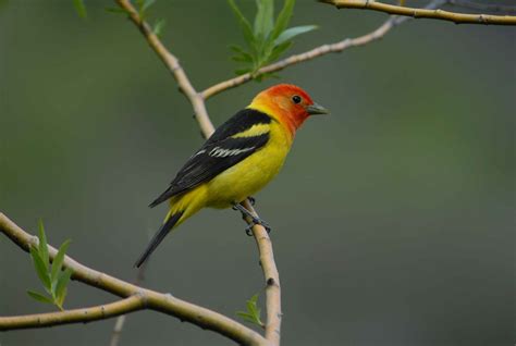 https://pixnio.com/free-images/fauna-animals/birds/tanager-birds-pictures/male-western-tanager-perched-on-a-branch-close-up.jpg