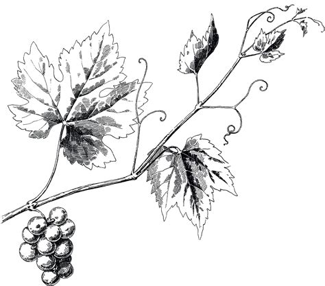 Grape Leaf Drawing at GetDrawings | Free download