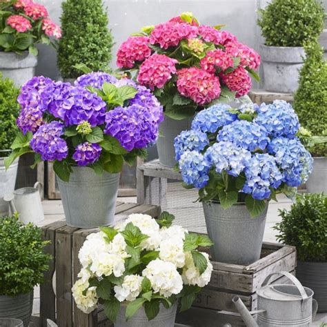 Hydrangea Little XS Collection - FOUR PLANTS - Blue, Pink, Purple ...