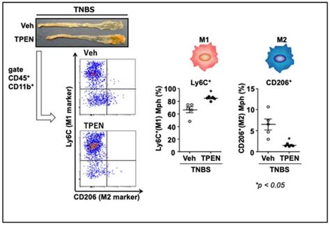 Japan’s Practical Guidelines for Zinc Deficiency with a Particular ...