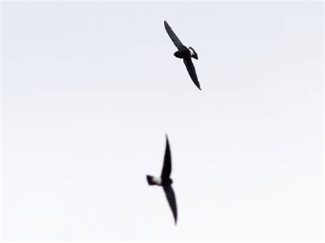 Sao Tome Spinetail - eBird