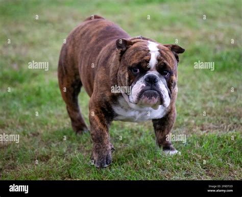 Brindle and white English Bulldog Stock Photo - Alamy