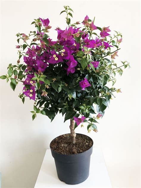 Mphmi NCR Perennial Live Plants Bougainvillea Dwarf (Pink) - Plant ...