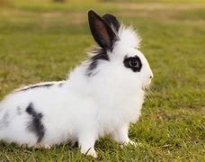 Image result for Black and White Bunnies