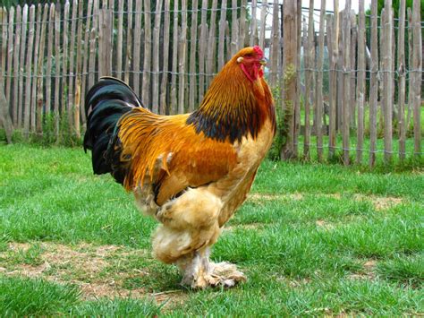 The 15 Best Types of Roosters for Your Flock