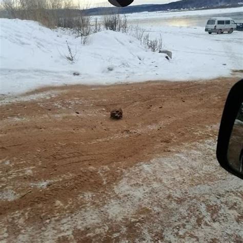 ‘Road of bones’ discovered in Siberia | The Independent