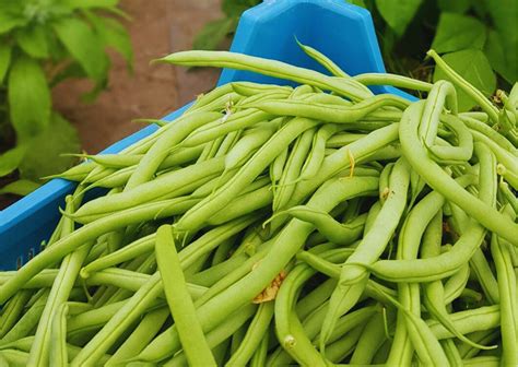 Health Benefits Of French Beans
