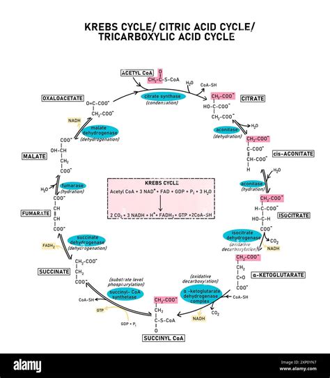 Animation Du Cycle De Krebs