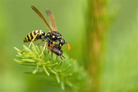 What Kind Of Bugs Do Wasps Eat at Phyllis Mosier blog