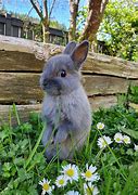 Image result for Rabbit with Flower On Head