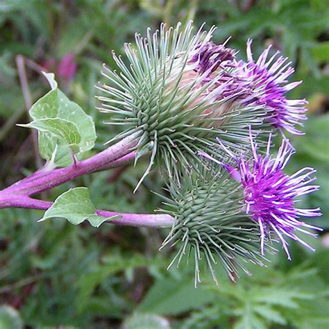 Bildergebnis für burdock