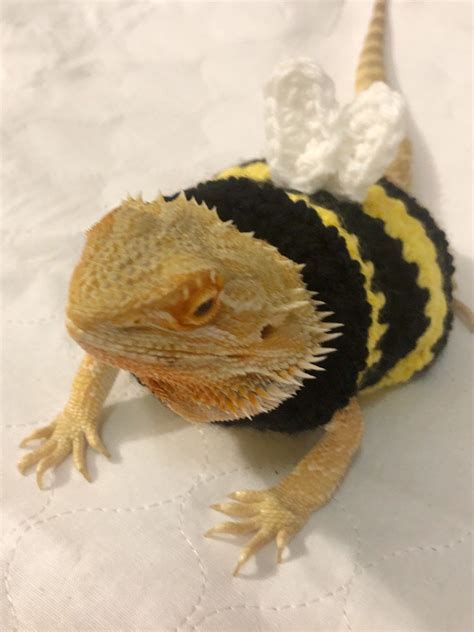 Bearded dragon costume – Artofit
