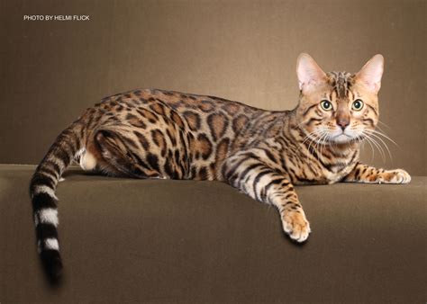 Bengal Kittens for Sale in Georgia | Breeder Brown, Silver, Snow