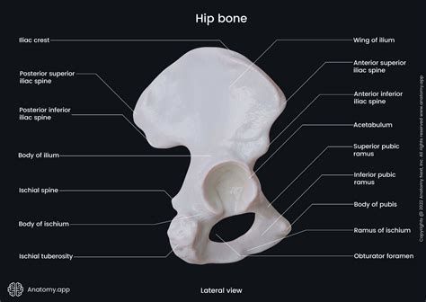 Coxal Bone Diagram 3 Ossification Of Human Hip Bone Image: PICRYL