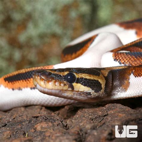 Image result for Leopard Yankie Ball Python