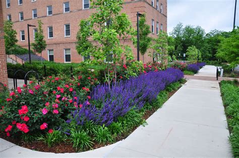'May Night' Salvia and 'Knock Out' Rose | This planting on t… | Flickr ...