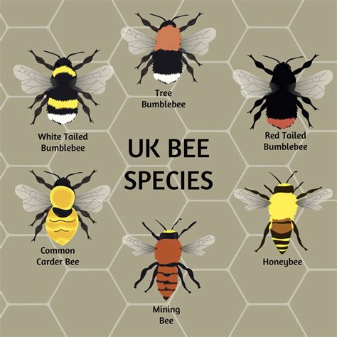 What Are All The Different Types Of Bees at Johnny Will blog