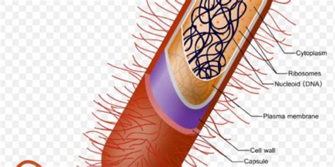 Encapsulated Bacteria | Ask Microbiology